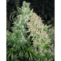 4 UND FEM - SKUNK SPECIAL * FEMALE SEEDS FEMINIZADA 4 UND