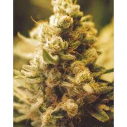 4 UND FEM - LEMON KUSH * FEMALE SEEDS 4 UND FEMINIZADAS