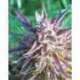 10 UND FEM - PURPLE MAROC * FEMALE SEEDS 10 UND FEMINIZADAS