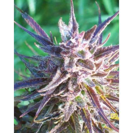 10 UND FEM - PURPLE MAROC * FEMALE SEEDS 10 UND FEMINIZADAS