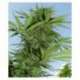 10 UND FEM - EASY SATIVA * FEMALE SEEDS 10 UND FEMINIZADAS