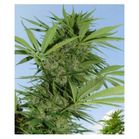 10 UND FEM - EASY SATIVA * FEMALE SEEDS 10 UND FEMINIZADAS