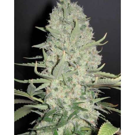 10 UND FEM - WHITE WIDOW X BIG BUD * FEMALE SEEDS 10 UND FEMINIZADAS