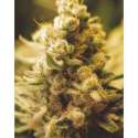 10 UND FEM - LEMON KUSH * FEMALE SEEDS 10 UND FEMINIZADAS