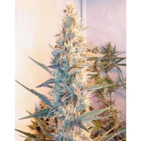 10 UND FEM - OUTDOOR GRAPEFRUIT * FEMALE SEEDS 10 UND FEMINIZADAS