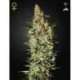 10 UND FEM - NEVILLE'S HAZE * GREEN HOUSE 10 UND FEMINIZADAS