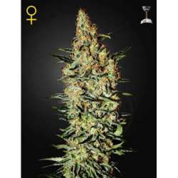 10 UND FEM - NEVILLE'S HAZE * GREEN HOUSE 10 UND FEMINIZADAS