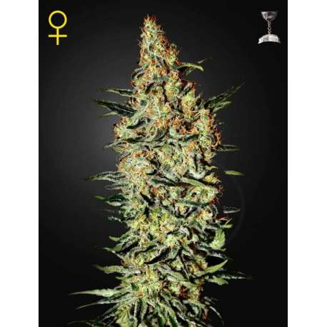 10 UND FEM - NEVILLE'S HAZE * GREEN HOUSE 10 UND FEMINIZADAS