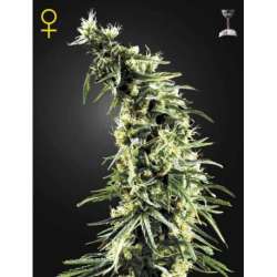 10 UND FEM - HAWAIIAN SNOW * GREEN HOUSE 10 UND FEMINIZADAS