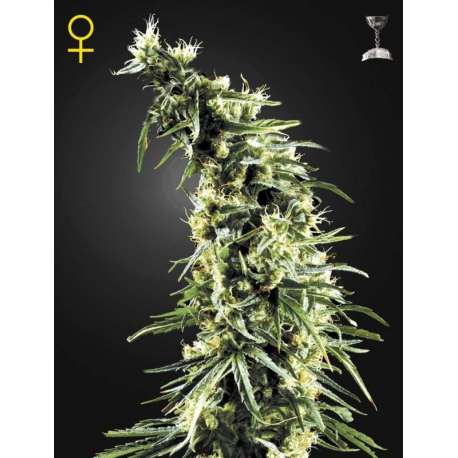 10 UND FEM - HAWAIIAN SNOW * GREEN HOUSE 10 UND FEMINIZADAS