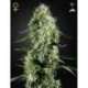 10 UND FEM - SUPER SILVER HAZE * GREEN HOUSE 10 UND FEMINIZADAS