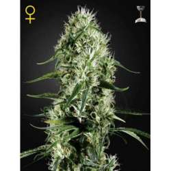 10 UND FEM - SUPER SILVER HAZE * GREEN HOUSE 10 UND FEMINIZADAS
