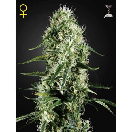 10 UND FEM - SUPER SILVER HAZE * GREEN HOUSE 10 UND FEMINIZADAS