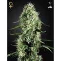 10 UND FEM - SUPER SILVER HAZE * GREEN HOUSE 10 UND FEMINIZADAS