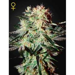 10 UND FEM - ARJAN'S STRAWBERRY HAZE * GREEN HOUSE 10 UND FEMINIZADAS