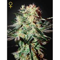 5 UND FEM - ARJAN'S STRAWBERRY HAZE * GREEN HOUSE 5 UND FEMINIZADAS