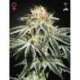 10 UND FEM - WHITE WIDOW * GREEN HOUSE 10 UND FEMINIZADAS