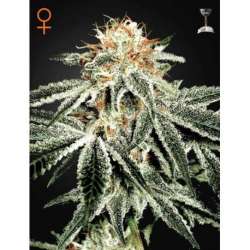 10 UND FEM - WHITE WIDOW * GREEN HOUSE 10 UND FEMINIZADAS