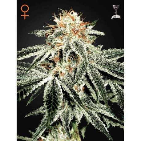 10 UND FEM - WHITE WIDOW * GREEN HOUSE 10 UND FEMINIZADAS