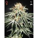 10 UND FEM - WHITE WIDOW * GREEN HOUSE 10 UND FEMINIZADAS