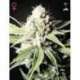 10 UND FEM - GREAT WHITE SHARK * GREEN HOUSE 10 UND FEMINIZADAS