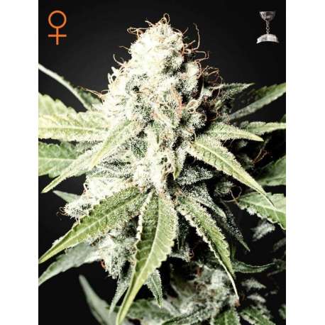 10 UND FEM - GREAT WHITE SHARK * GREEN HOUSE 10 UND FEMINIZADAS