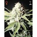 10 UND FEM - GREAT WHITE SHARK * GREEN HOUSE 10 UND FEMINIZADAS