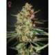 10 UND FEM - HIMALAYA GOLD * GREEN HOUSE 10 UND FEMINIZADAS