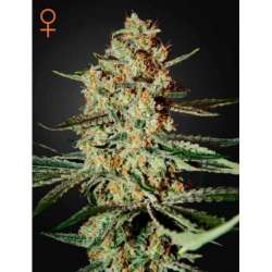 10 UND FEM - HIMALAYA GOLD * GREEN HOUSE 10 UND FEMINIZADAS