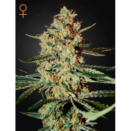 10 UND FEM - HIMALAYA GOLD * GREEN HOUSE 10 UND FEMINIZADAS