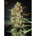 10 UND FEM - HIMALAYA GOLD * GREEN HOUSE 10 UND FEMINIZADAS