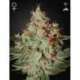 10 UND FEM - LEMON SKUNK * GREEN HOUSE 10 UND FEMINIZADAS