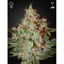 10 UND FEM - LEMON SKUNK * GREEN HOUSE 10 UND FEMINIZADAS