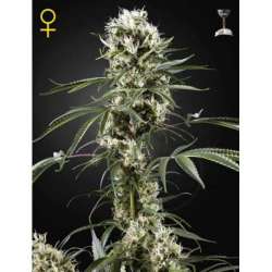10 UND FEM - SUPER LEMON HAZE * GREEN HOUSE 10 UND FEMINIZADAS