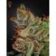 10 UND FEM - KINGS KUSH * GREEN HOUSE 10 UND FEMINIZADAS