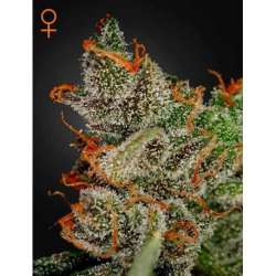 10 UND FEM - KINGS KUSH * GREEN HOUSE 10 UND FEMINIZADAS