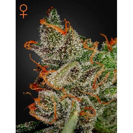 10 UND FEM - KINGS KUSH * GREEN HOUSE 10 UND FEMINIZADAS