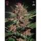 10 UND FEM - BUBBA KUSH * GREEN HOUSE 10 UND FEMINIZADAS