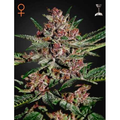 10 UND FEM - BUBBA KUSH * GREEN HOUSE 10 UND FEMINIZADAS