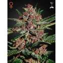 10 UND FEM - BUBBA KUSH * GREEN HOUSE 10 UND FEMINIZADAS