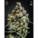 10 UND FEM - JACK HERER * GREEN HOUSE 10 UND FEMINIZADAS