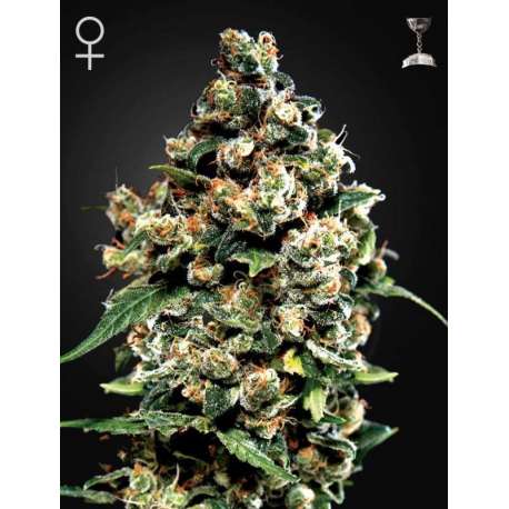 10 UND FEM - JACK HERER * GREEN HOUSE 10 UND FEMINIZADAS