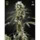 3 UND FEM - SUPER LEMON HAZE * GREEN HOUSE 3 UND FEMINIZADAS