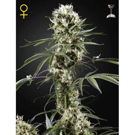 3 UND FEM - SUPER LEMON HAZE * GREEN HOUSE 3 UND FEMINIZADAS