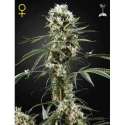 3 UND FEM - SUPER LEMON HAZE * GREEN HOUSE 3 UND FEMINIZADAS
