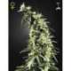 3 UND FEM - HAWAIIAN SNOW * GREEN HOUSE 3 UND FEMINIZADAS