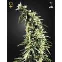 3 UND FEM - HAWAIIAN SNOW * GREEN HOUSE 3 UND FEMINIZADAS