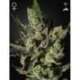 3 UND FEM - EXODUS CHEESE * GREEN HOUSE 3 UND FEMINIZADAS