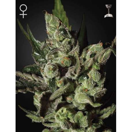 3 UND FEM - EXODUS CHEESE * GREEN HOUSE 3 UND FEMINIZADAS