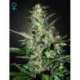 5 UND FEM - SUPER CRITICAL AUTO FLOWERING * GREEN HOUSE 5 UND FEMINIZADAS